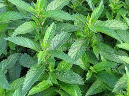 Máta švýcarská - Mentha piperita"Swiss"