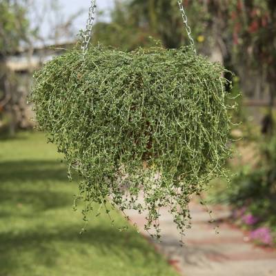 Thymus Herba - Barona Growflow - tymián kmínový