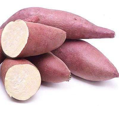 Ipomoea batatas organic Murasaki - povíjnice ( jedlé batáty)