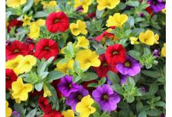 Million bells (Calibrachoa)