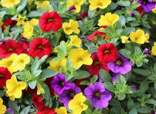 Million bells (Calibrachoa) 