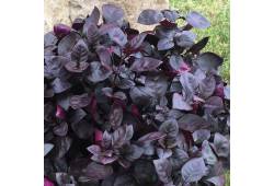 Alternanthera mocha -plevuňka