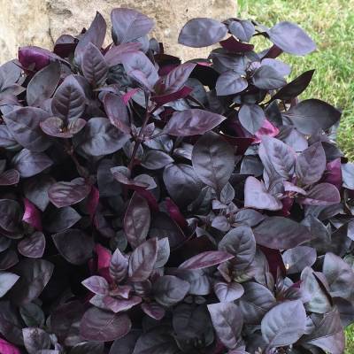 Alternanthera mocha -plevuňka