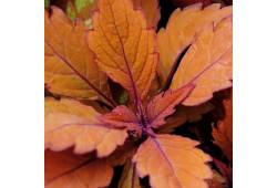 Coleus (africká kopřiva) ´COPINTO®LONG ISLAND ICE