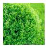 Buxus sempervirens - zimostráz vždyzelený