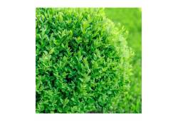 Buxus sempervirens - zimostráz vždyzelený