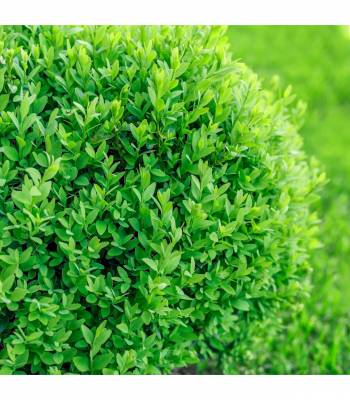 Buxus sempervirens - zimostráz vždyzelený