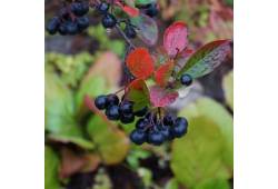 Aronia melanocarpa "Nero" - černý jeřáb