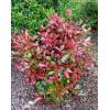 Photinia x fraseri 'LITTLE RED ROBIN' - blýskavka