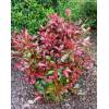 Photinia x fraseri 'LITTLE RED ROBIN' - blýskavka