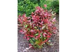 Photinia x fraseri 'LITTLE RED ROBIN' - blýskavka