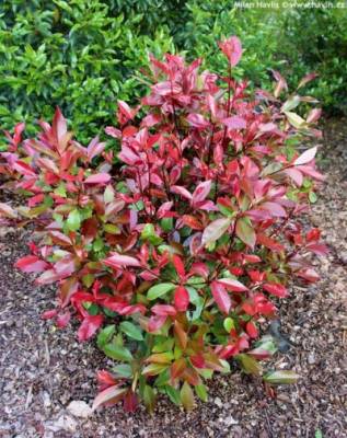 Photinia x fraseri 'LITTLE RED ROBIN' - blýskavka