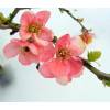 Chaenomeles x superba  &quot;PINK Trail&quot; 