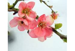 Chaenomeles x superba  "PINK Trail"