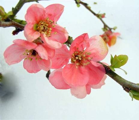 Chaenomeles x superba  "PINK Trail" 