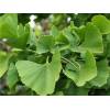 Jinan dvoulaločný - Ginkgo biloba