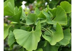 Jinan dvoulaločný - Ginkgo biloba