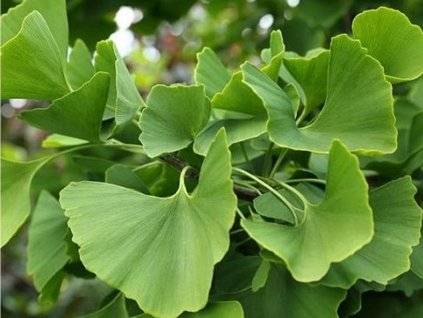 Jinan dvoulaločný - Ginkgo biloba