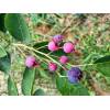 Amelanchier lamarckii - muchovník Lamarkův