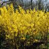 Forsythia x intermedia &quot;Golden Bells&quot; - zlatice prostřední