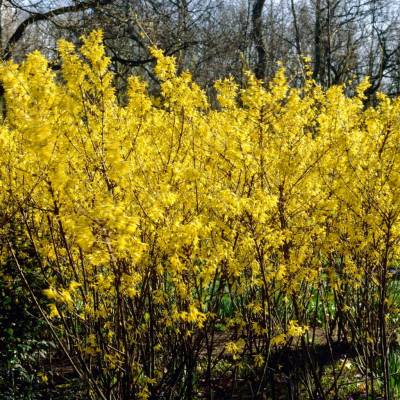 Forsythia x intermedia "Golden Bells" - zlatice prostřední