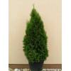 Thuja occidentalis Smaragd