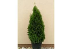 Thuja occidentalis Smaragd