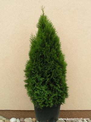 Thuja occidentalis Smaragd