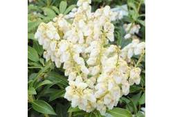 Pieris japonica 'Debutante' - Pieris japonský