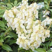 Pieris japonica 'Debutante' - Pieris japonský