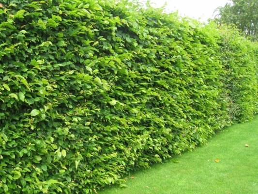 Habr obecný - Carpinus betulus