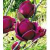 Magnolia &quot;Genie&quot; - šácholan