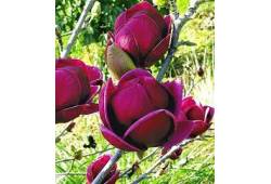 Magnolia "Genie" - šácholan