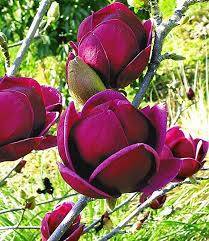 Magnolia "Genie" - šácholan
