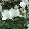Magnolia x soulangiana &quot;Alba Superba&quot; - šácholan