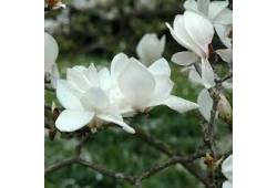 Magnolia x soulangiana "Alba Superba" - šácholan