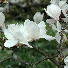 Magnolia x soulangiana "Alba Superba" - šácholan