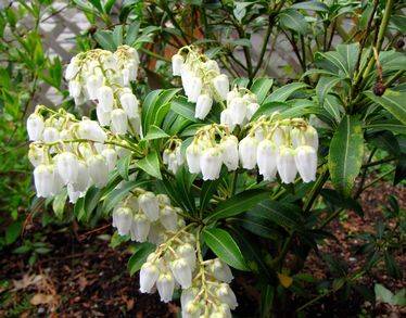 Pieris japonica "Purity"