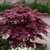 Acer palmatum &quot;Atropurpureum&quot; - javor dlanitolistý