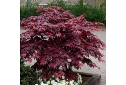 Acer palmatum "Atropurpureum" - javor dlanitolistý