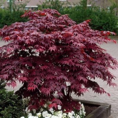 Acer palmatum "Atropurpureum" - javor dlanitolistý
