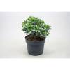 Crassula Minova Magic