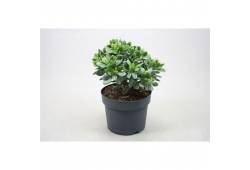 Crassula Minova Magic