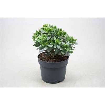 Crassula Minova Magic