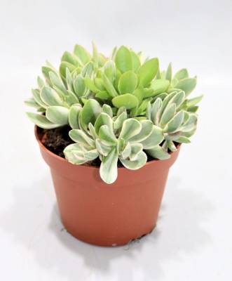 Crassula Rusby  variegata