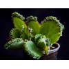 BRYOPHYLLUM (KALANCHOE) LAETIVIRENS - kalanchoe