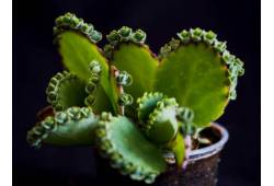 BRYOPHYLLUM (KALANCHOE) LAETIVIRENS - kalanchoe