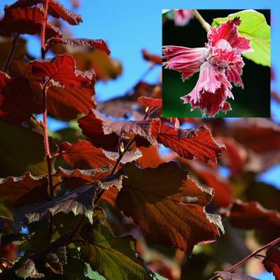 Líska - Corylus avellana "Rode Zellernoot"