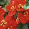 Chaenomeles x superba 'CRIMSON AND GOLD' - kdoulovec nádherný