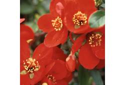 Chaenomeles x superba 'CRIMSON AND GOLD' - kdoulov..